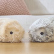 ペットロボット